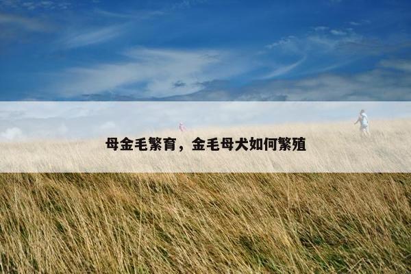母金毛繁育，金毛母犬如何繁殖