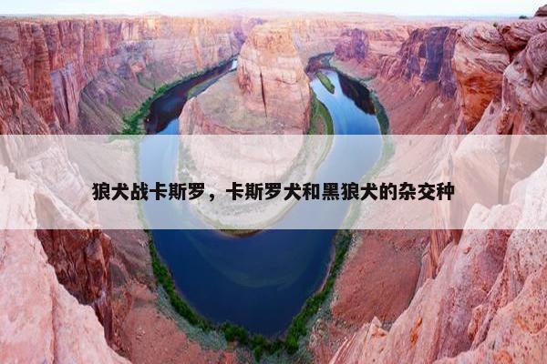 狼犬战卡斯罗，卡斯罗犬和黑狼犬的杂交种