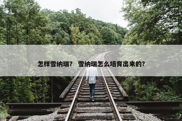怎样雪纳瑞？ 雪纳瑞怎么培育出来的？