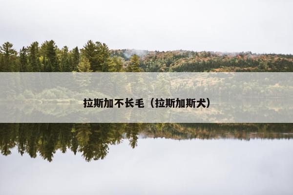 拉斯加不长毛（拉斯加斯犬）