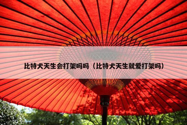 比特犬天生会打架吗吗（比特犬天生就爱打架吗）