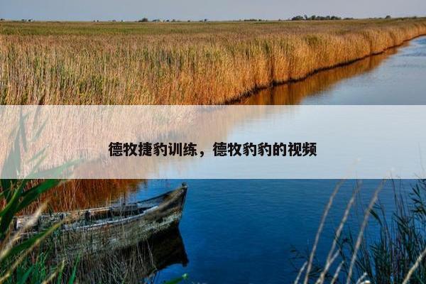 德牧捷豹训练，德牧豹豹的视频