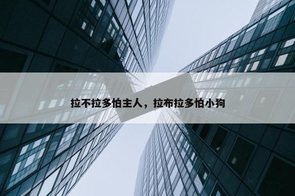拉不拉多怕主人，拉布拉多怕小狗