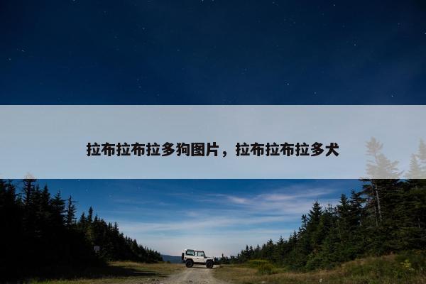 拉布拉布拉多狗图片，拉布拉布拉多犬