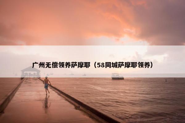广州无偿领养萨摩耶（58同城萨摩耶领养）