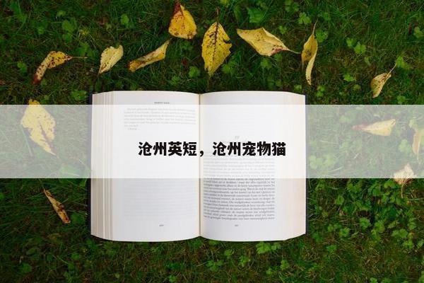 沧州英短，沧州宠物猫