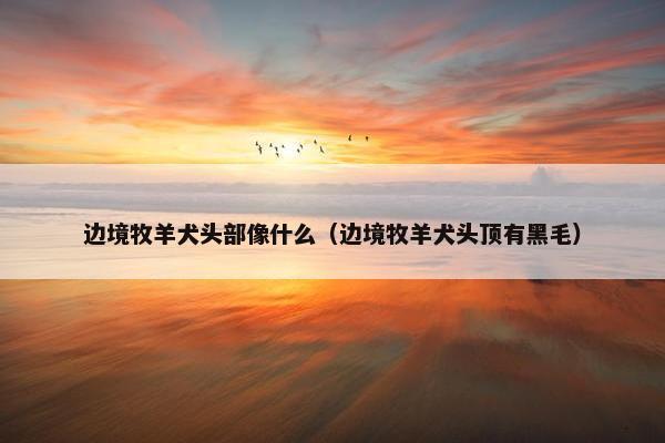 边境牧羊犬头部像什么（边境牧羊犬头顶有黑毛）