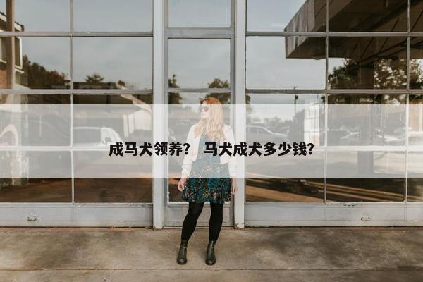 成马犬领养？ 马犬成犬多少钱？