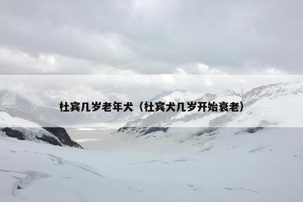 杜宾几岁老年犬（杜宾犬几岁开始衰老）