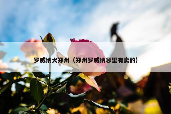 罗威纳犬郑州（郑州罗威纳哪里有卖的）