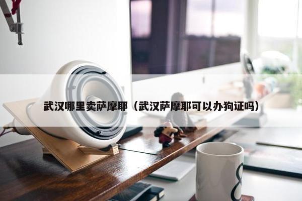 武汉哪里卖萨摩耶（武汉萨摩耶可以办狗证吗）