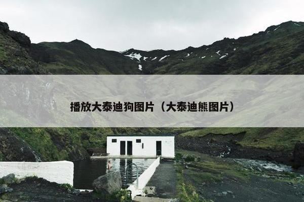 播放大泰迪狗图片（大泰迪熊图片）
