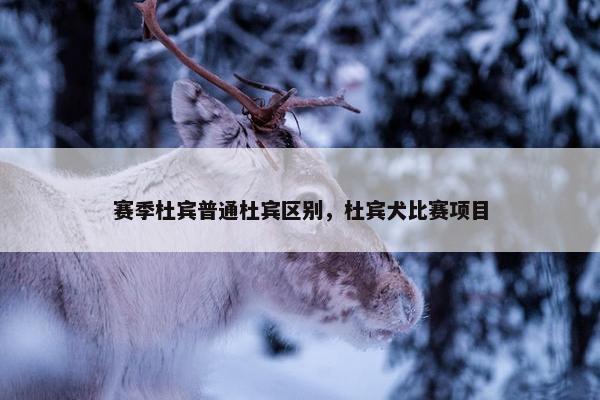 赛季杜宾普通杜宾区别，杜宾犬比赛项目