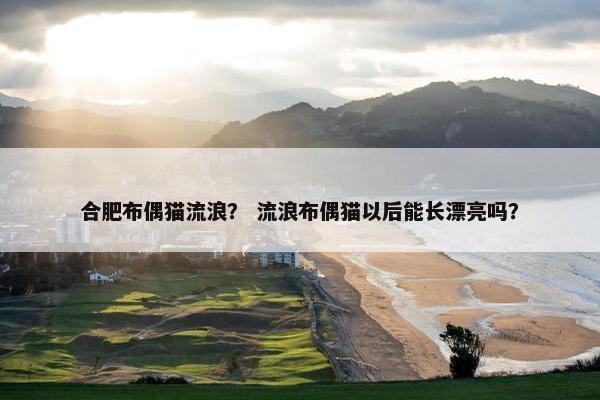合肥布偶猫流浪？ 流浪布偶猫以后能长漂亮吗？