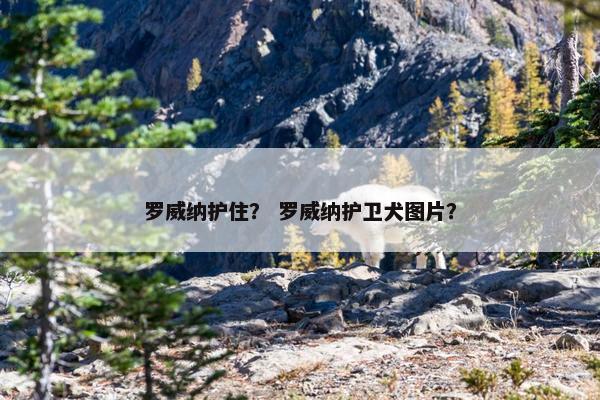 罗威纳护住？ 罗威纳护卫犬图片？