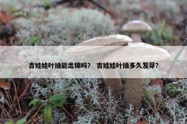 吉娃娃叶插能出锦吗？ 吉娃娃叶插多久发芽？