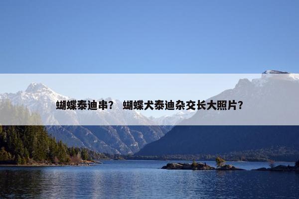 蝴蝶泰迪串？ 蝴蝶犬泰迪杂交长大照片？