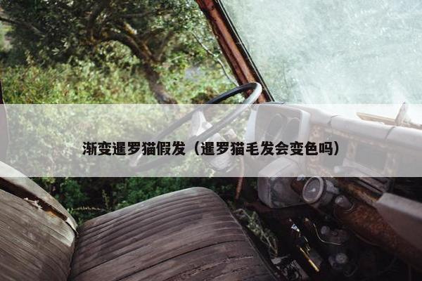 渐变暹罗猫假发（暹罗猫毛发会变色吗）