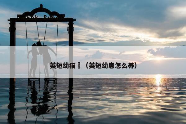 英短幼猫囧（英短幼崽怎么养）