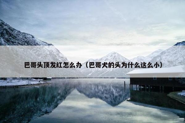 巴哥头顶发红怎么办（巴哥犬的头为什么这么小）