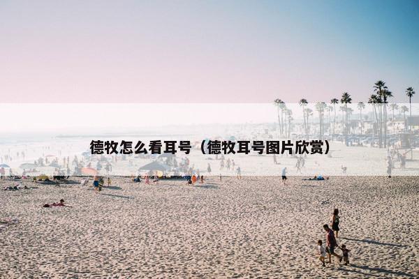 德牧怎么看耳号（德牧耳号图片欣赏）