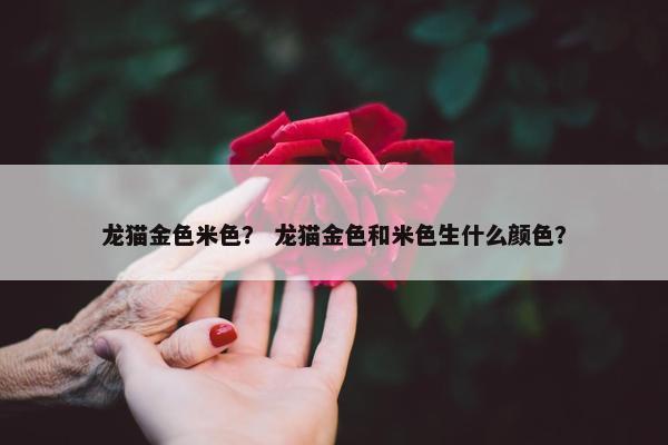 龙猫金色米色？ 龙猫金色和米色生什么颜色？