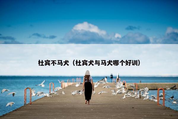 杜宾不马犬（杜宾犬与马犬哪个好训）