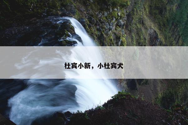 杜宾小新，小杜宾犬