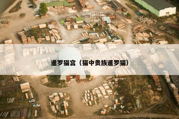 暹罗猫宫（猫中贵族暹罗猫）