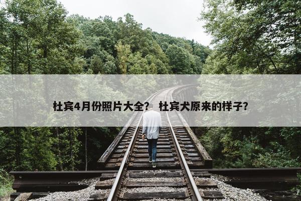 杜宾4月份照片大全？ 杜宾犬原来的样子？