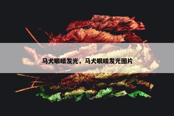 马犬眼睛发光，马犬眼睛发光图片