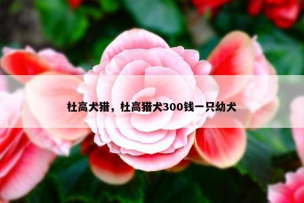 杜高犬猎，杜高猎犬300钱一只幼犬