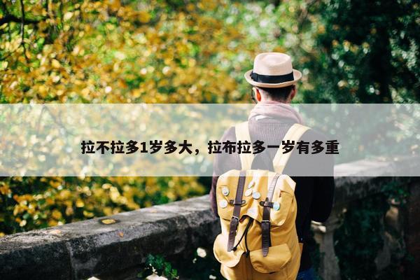 拉不拉多1岁多大，拉布拉多一岁有多重