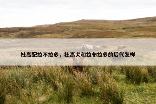 杜高配拉不拉多，杜高犬和拉布拉多的后代怎样