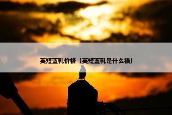 英短蓝乳价格（英短蓝乳是什么猫）
