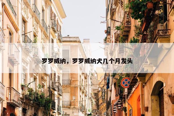 罗罗威纳，罗罗威纳犬几个月发头