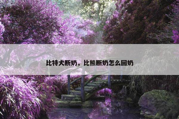比特犬断奶，比熊断奶怎么回奶