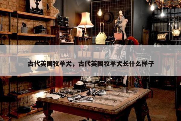 古代英国牧羊犬，古代英国牧羊犬长什么样子