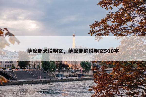 萨摩耶犬说明文，萨摩耶的说明文500字