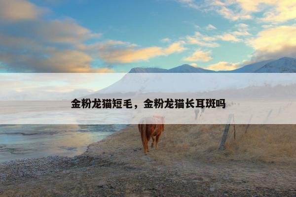 金粉龙猫短毛，金粉龙猫长耳斑吗