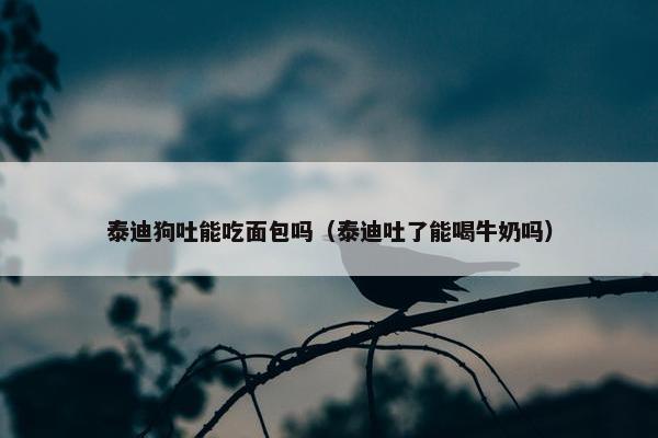 泰迪狗吐能吃面包吗（泰迪吐了能喝牛奶吗）