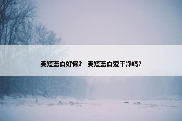 英短蓝白好懒？ 英短蓝白爱干净吗？