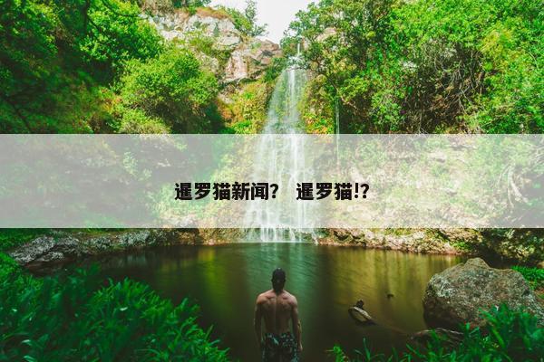 暹罗猫新闻？ 暹罗猫!？