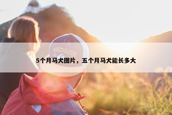 5个月马犬图片，五个月马犬能长多大