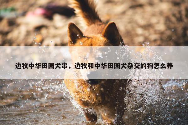 边牧中华田园犬串，边牧和中华田园犬杂交的狗怎么养
