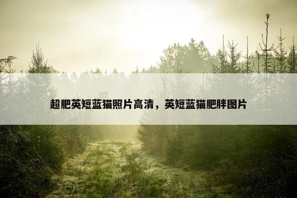 超肥英短蓝猫照片高清，英短蓝猫肥胖图片