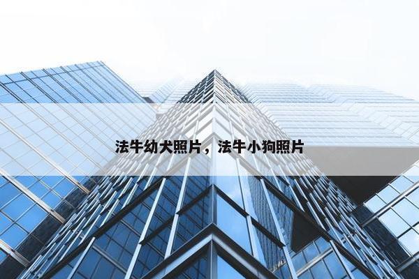 法牛幼犬照片，法牛小狗照片