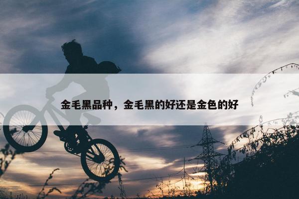 金毛黑品种，金毛黑的好还是金色的好
