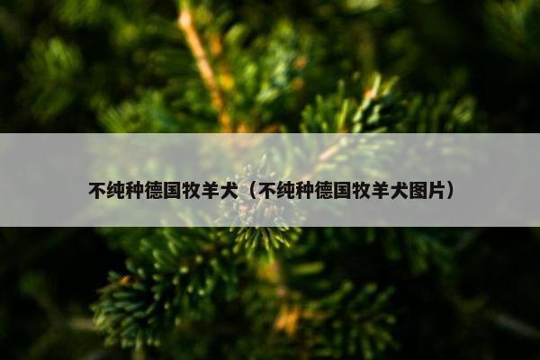不纯种德国牧羊犬（不纯种德国牧羊犬图片）
