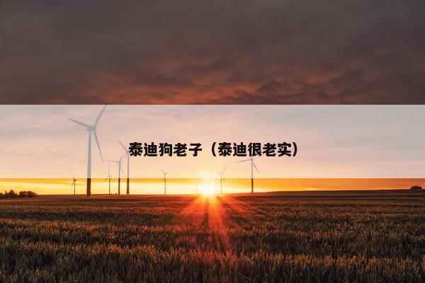 泰迪狗老子（泰迪很老实）